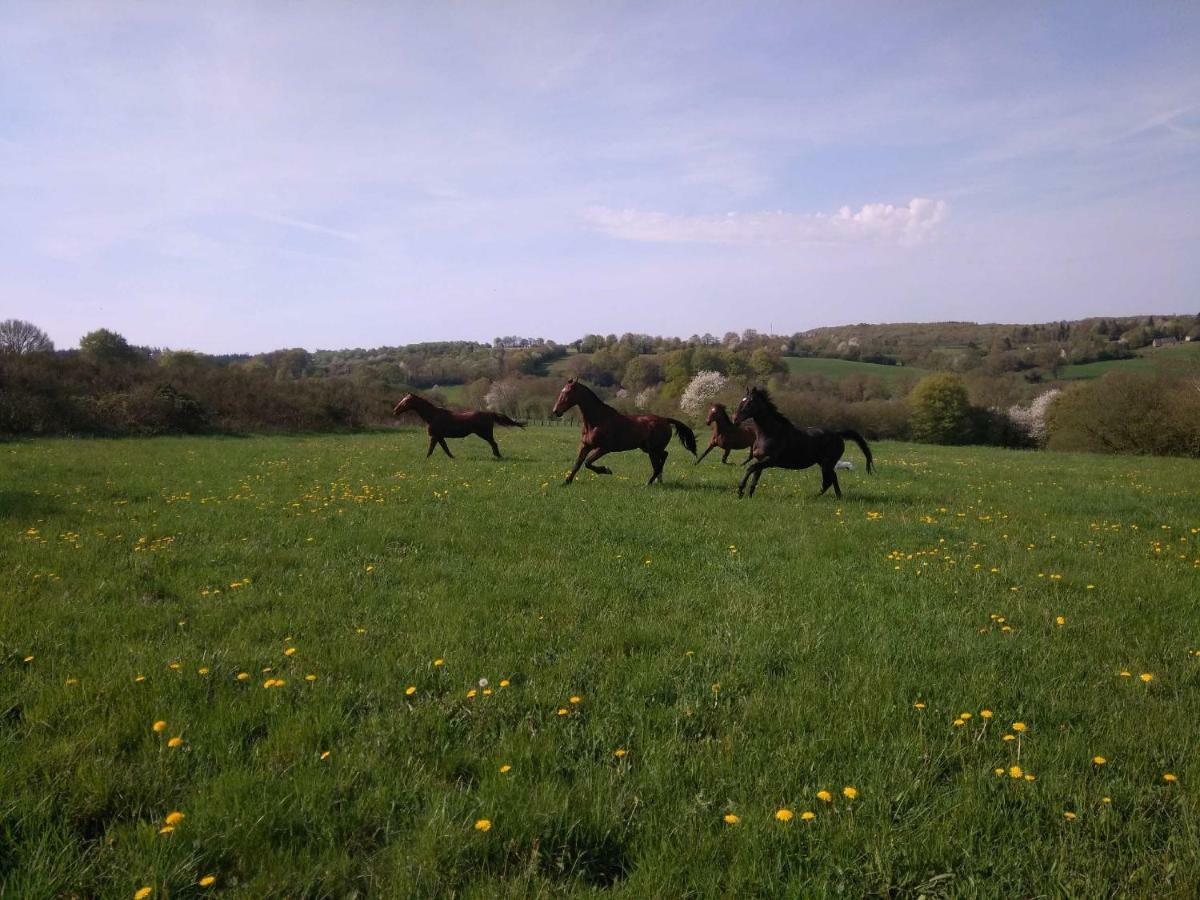 مبيت وإفطار Saint-Sauveur-de-Carrouges Haras De La Croix D'Argent المظهر الخارجي الصورة