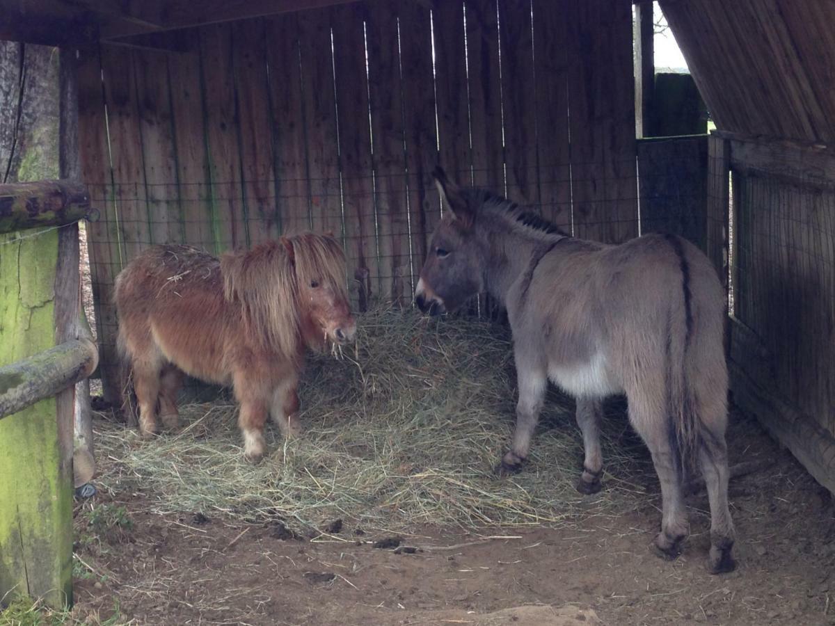 مبيت وإفطار Saint-Sauveur-de-Carrouges Haras De La Croix D'Argent المظهر الخارجي الصورة